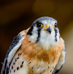 American kestrel perched