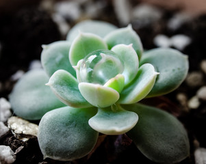 Young cactus with droplets