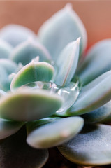 Young cactus with droplets