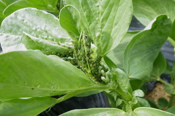  畑のソラマメにソラマメヒゲナガアブラムシ