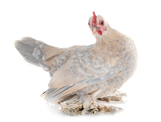 Dutch Booted Bantam
