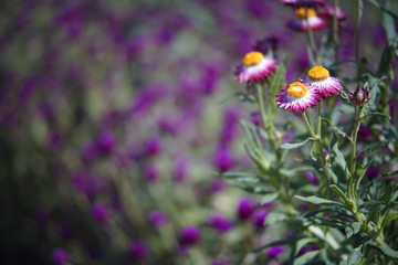 Straw flower bunch with blur purple bokeh background