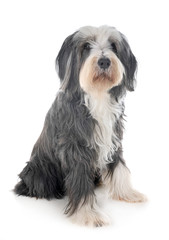 bearded collie in studio