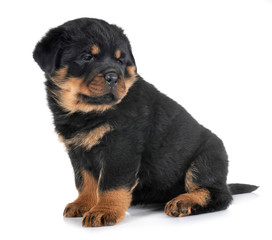 puppy rottweiler in studio
