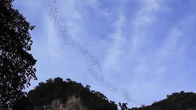 Bat Exodus, At Gunung Mulu National Park 3