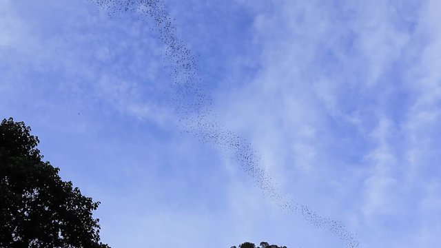 Bat Exodus, At Gunung Mulu National Park 4