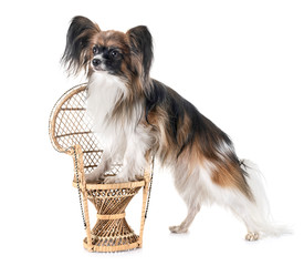 papillon dog in studio