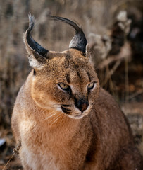 Caracal cat scans his surroundings