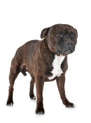 staffordshire bull terrier