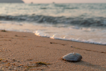 Sea shell laying on a sandy beach next to seaweed at golden hour with the sea waves rolling into the shore at sunset