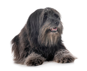 adult pyrenean shepherd