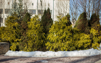 Landscape design with coniferous plants in the city. coniferous plants spruce form conic and cypress in the city's greenery