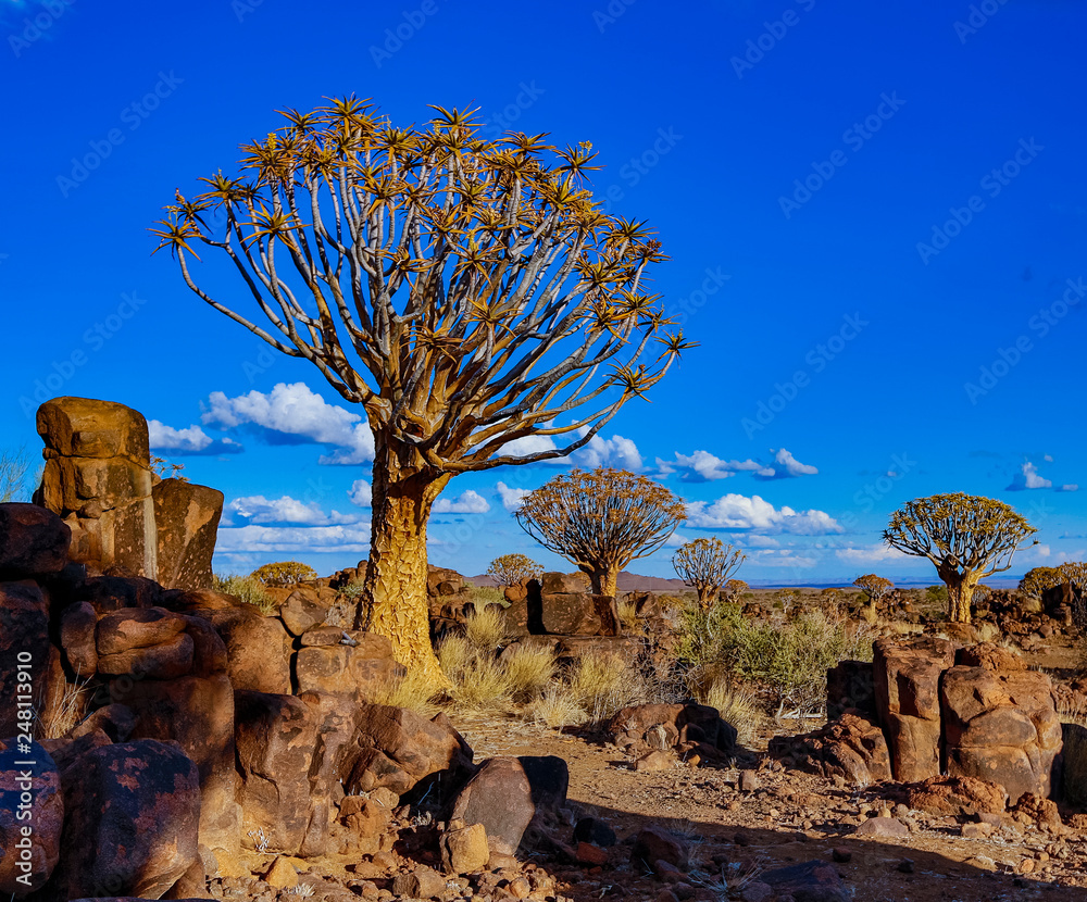 Canvas Prints quivertrees are unique to namibia