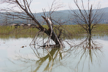 Abandoned trees on the Lake of Doirani Kilkis Greece