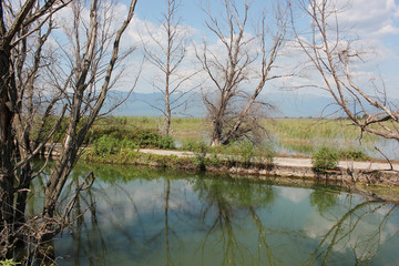 Obraz premium Abandoned trees on the Lake of Doirani Kilkis Greece