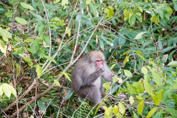One Japanese baby monkey in forest is eating some fruits on the branch of tree, small fruits on the tree in pink color, monkey get hungry on the tree have lunch in sunny day in Japan.