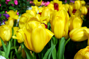 Beautiful Yellow Tulip Flowers Blooming in the City Park
