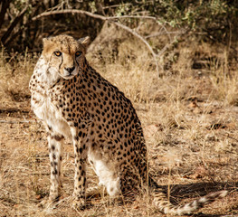 Cheetah sits on his haunches