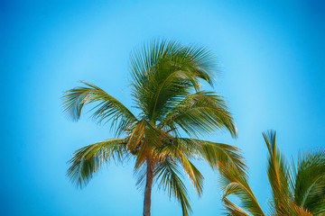 Fototapeta na wymiar Tropical palm trees against a blue sky