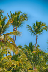 Tropical palm trees against a blue sky