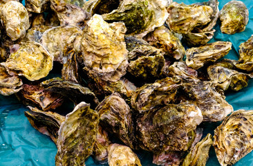 Fototapeta na wymiar Many oyster on green plastic tray in fresh market, heathy seafood with raw food.