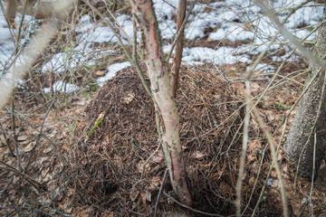 Ant hill in a pine forest in early spring