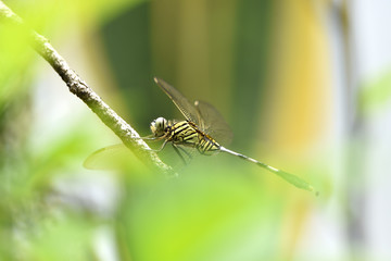 dragonfly on branch
