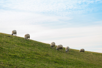 Obraz premium Sheep graze on a green meadow. Green juicy beautiful grass. Animals with wool eat grass on the slope. Lovely lambs. 