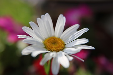 Obraz premium Chamomile