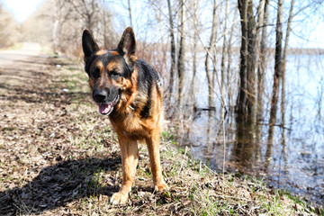 Dog German Shepherd near water in a sping day