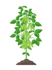Soybean plant vector illustration isolated on white background. Soya bean in flat design growing in the soil with green pods and foliage.