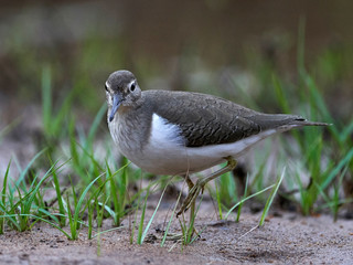 Common sandpiper (Actitis hypoleucos)