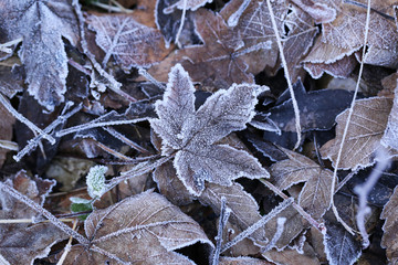 frost
