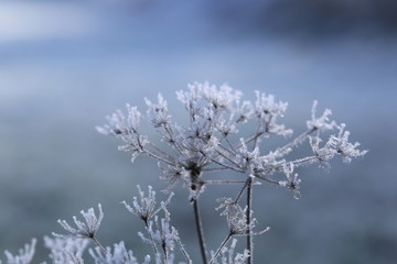 frost