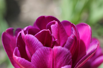 Fototapeta na wymiar The structure of the petals of a purple tulip.