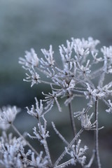 frost