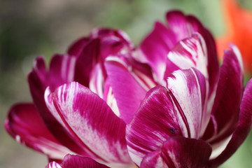 Purple white two-color tulip. Macro photography.