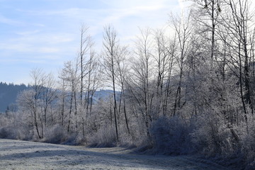 frost