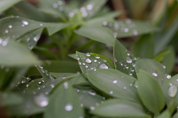 雨上がりの葉っぱ