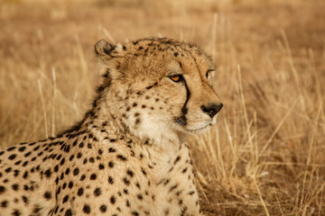 Adult cheetah lies down in dry grass