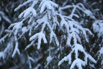 frost