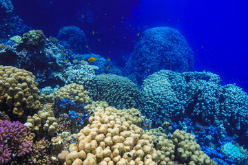 Coral reed at the Red Sea Egypt