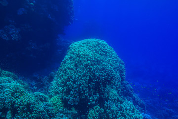 Coral reed at the Red Sea Egypt