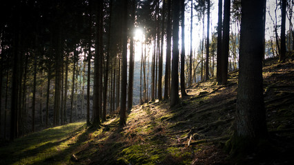 soleil en forêt