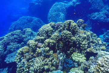 Fototapeta na wymiar Coral reed at the Red Sea Egypt