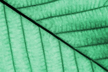 closeup perfect green leaf patterns © sema_srinouljan