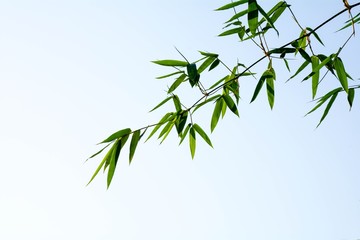 beautiful closeup green bamboo leaves