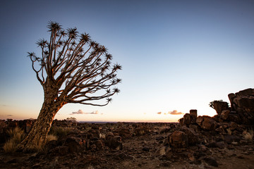 Quivertrees are unique to Namibia