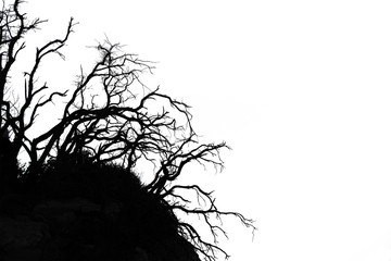 branch of tree silhouette on white background