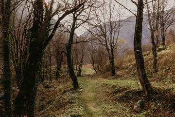 Naklejka premium beech forest in autumn timebeech forest in autumn time.